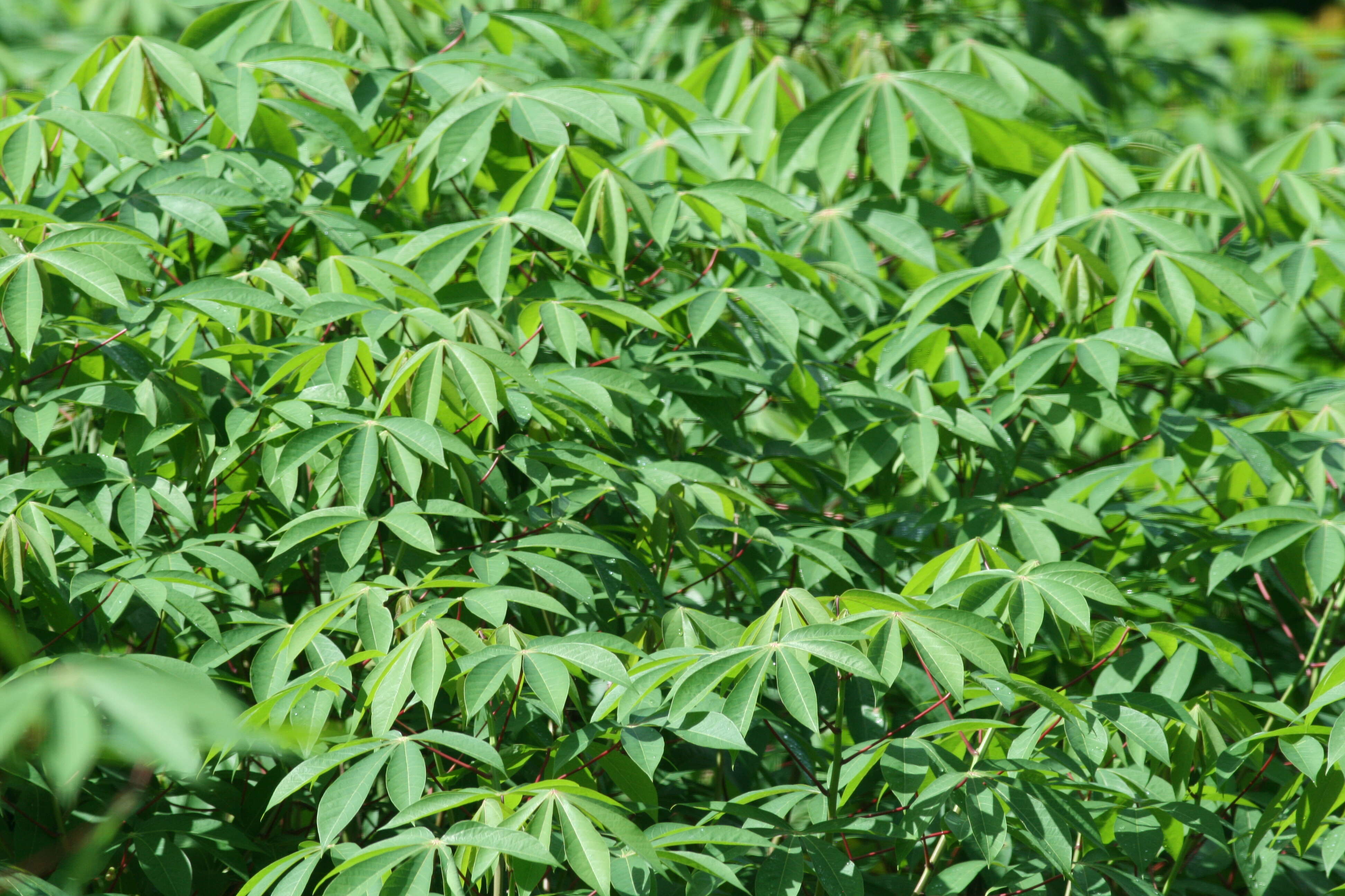 Image of cassava