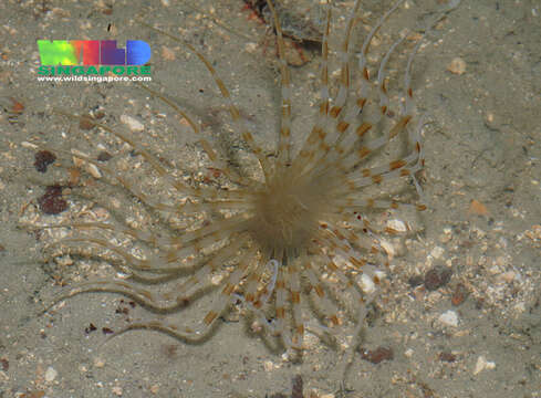 Image of ceriantharian anemones