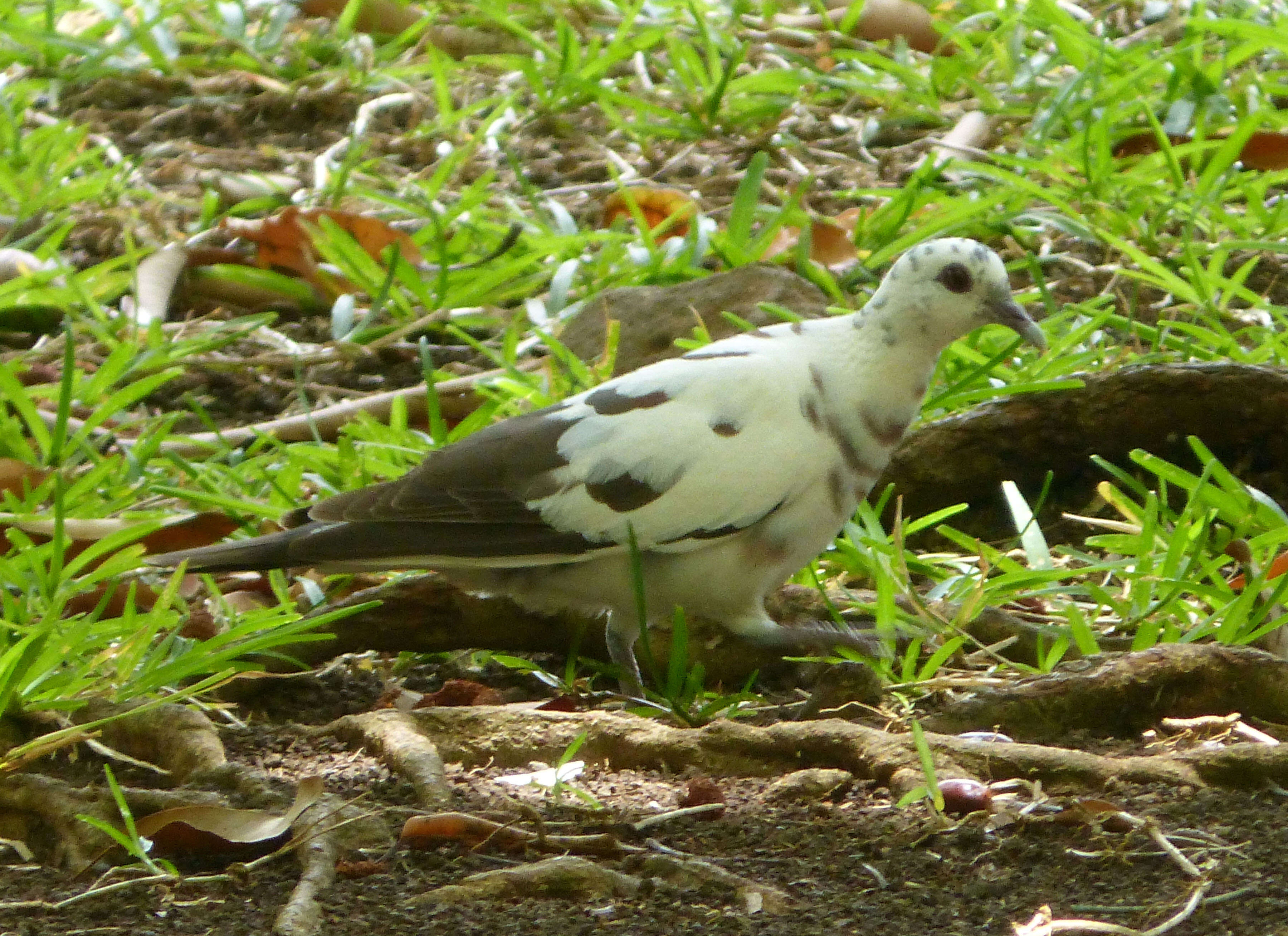 Image of Zebra Dove