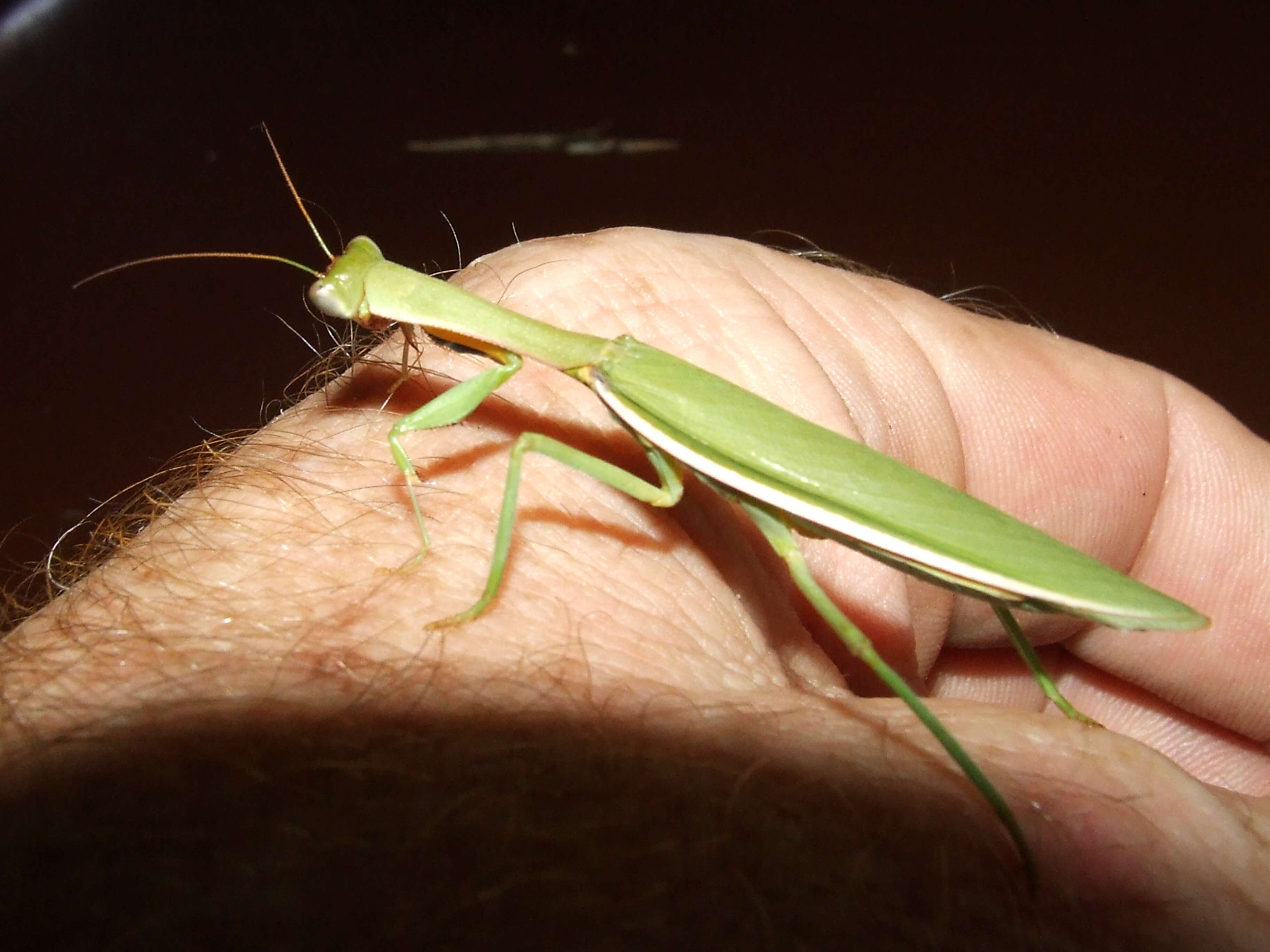 Image of praying mantises