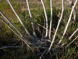 Image of yellow-top mallee-ash