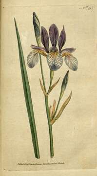 Image of German Iris