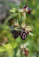 Image of Ophrys cretica (Vierh.) E. Nelson