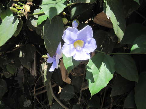 Image of Bengal clock vine