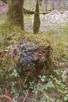 Image of Flat-fruited pelt;   Horizontal felt lichen