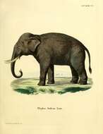 صورة Elephas indicus