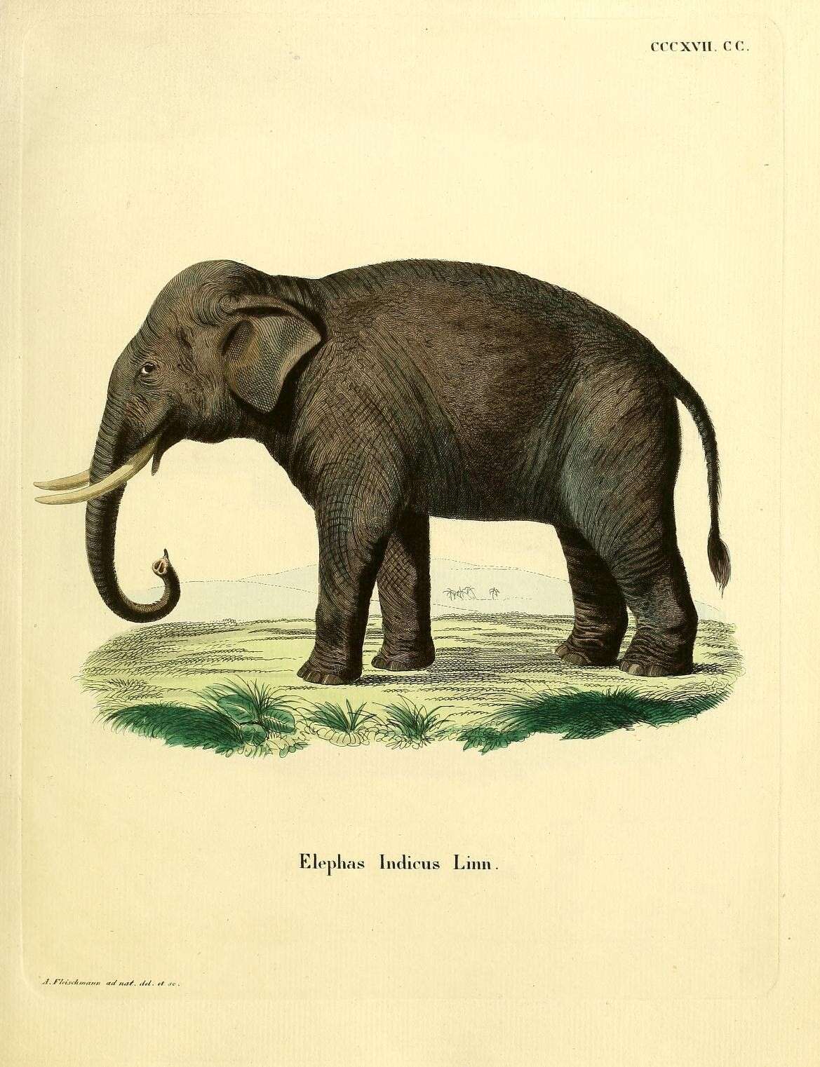 Image of Elephas indicus