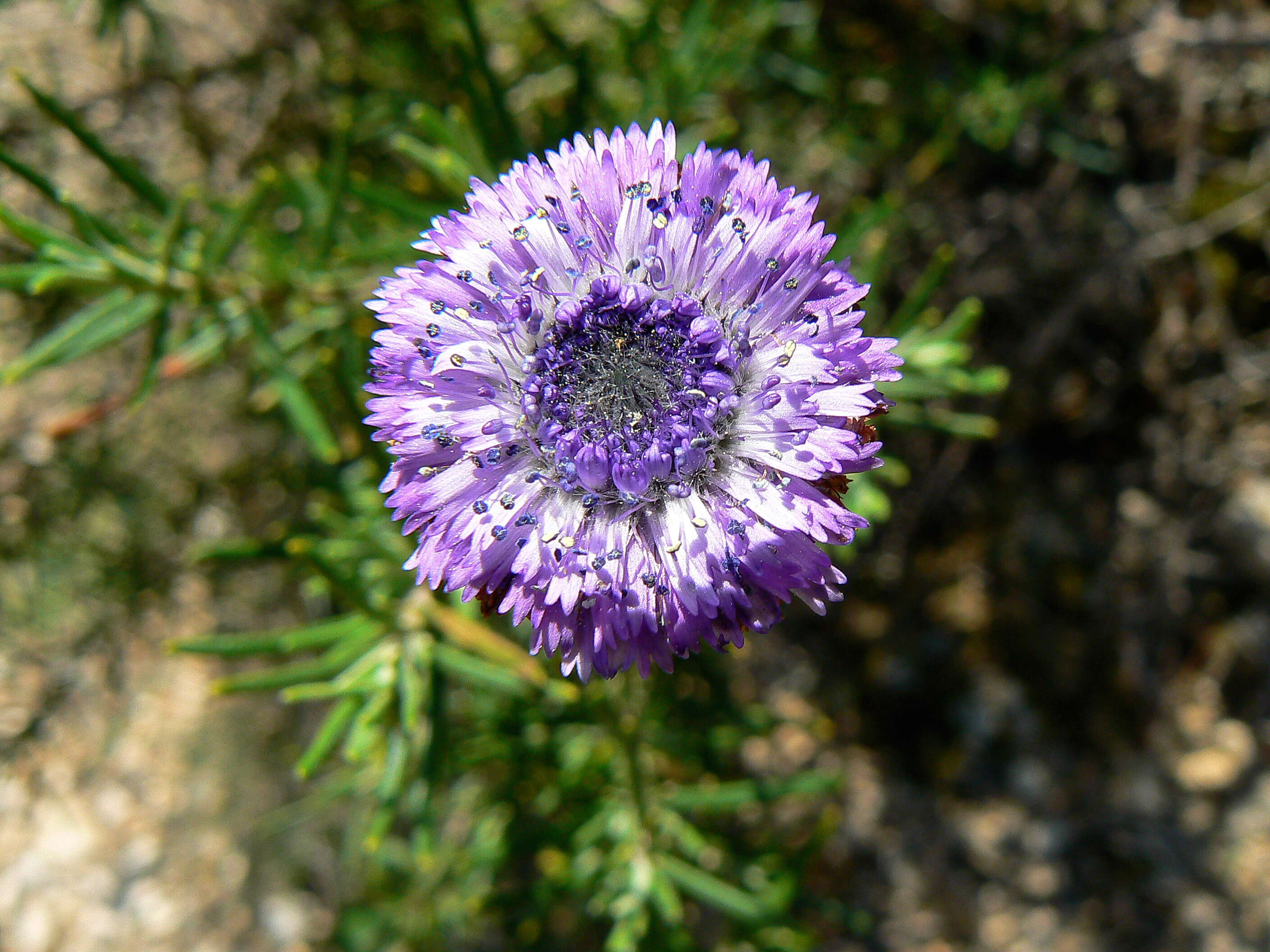 Image of Globe Daisies