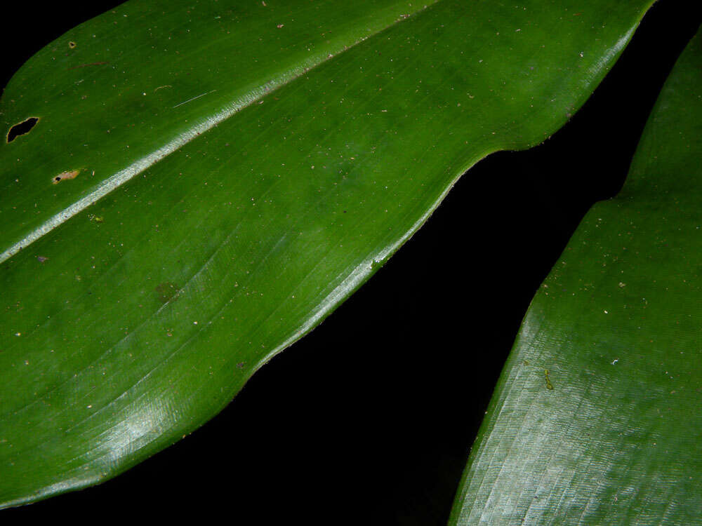 Image of Costus ricus Maas & H. Maas