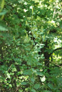 Image of giant hyssop