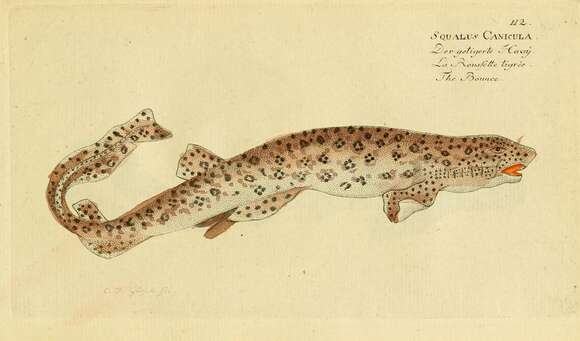 Image of Spotted cat sharks