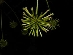 Image of Cojoba sophorocarpa (Benth. & Hook. fil.) Britton & Rose