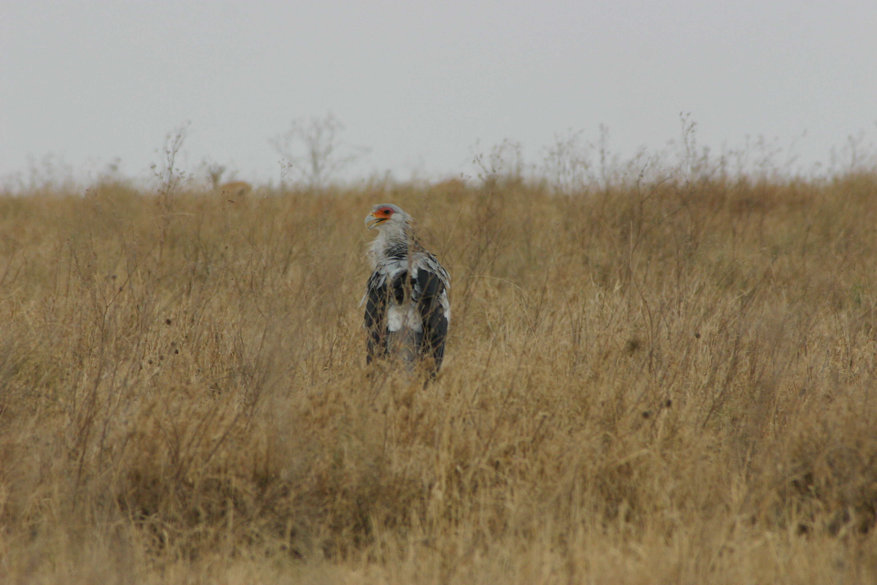 Image of Sagittariidae