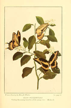 Sivun Papilio thoas Linnaeus 1771 kuva