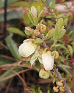 Image of netted pawpaw