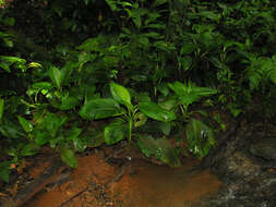 Image of Dieffenbachia concinna Croat & Grayum