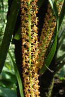 Image of Widelip orchid