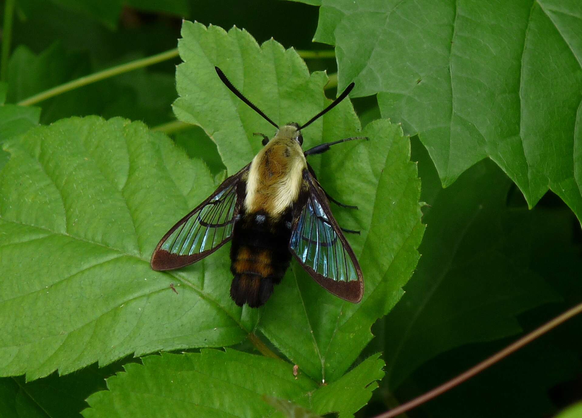 Imagem de Hemaris diffinis (Boisduval 1836)