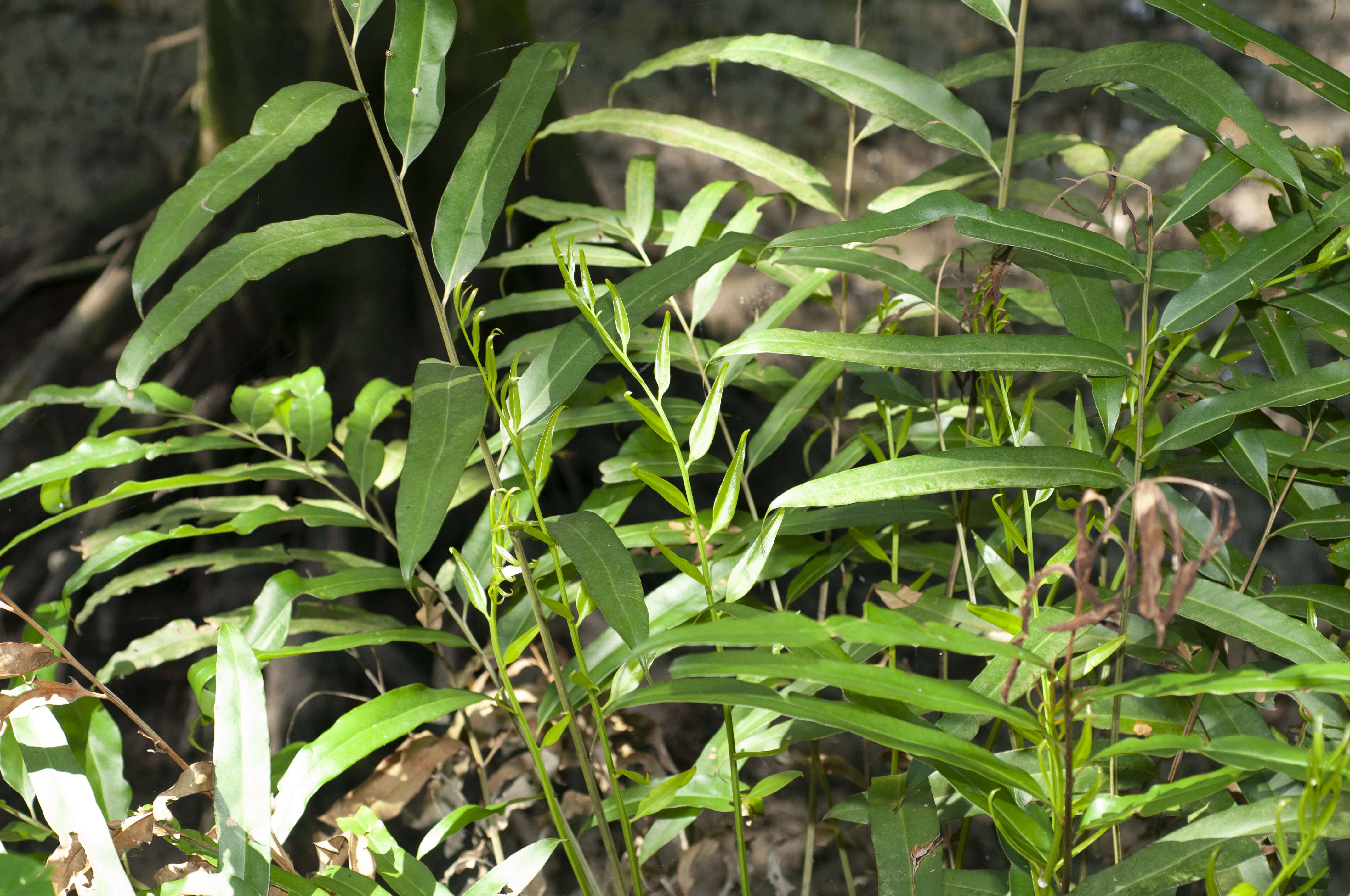 Image of mangrove fern