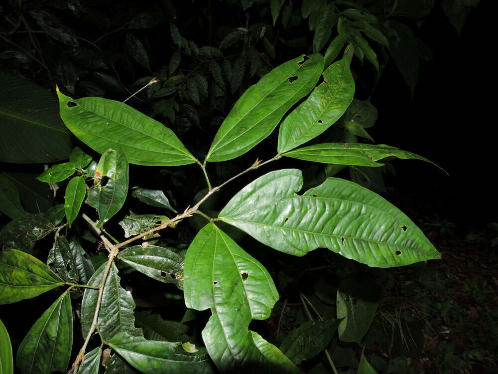 Image of Calliandra grandifolia P. H. Allen