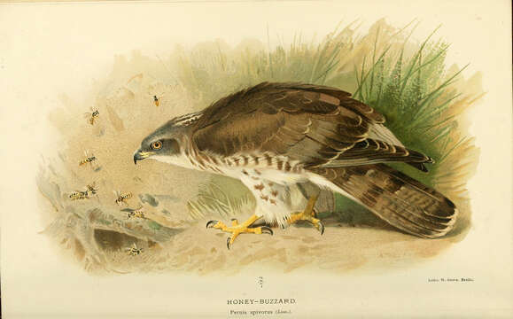 Image of honey buzzard, european honey buzzard