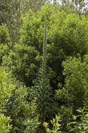 Echium pininana Webb & Berth. resmi