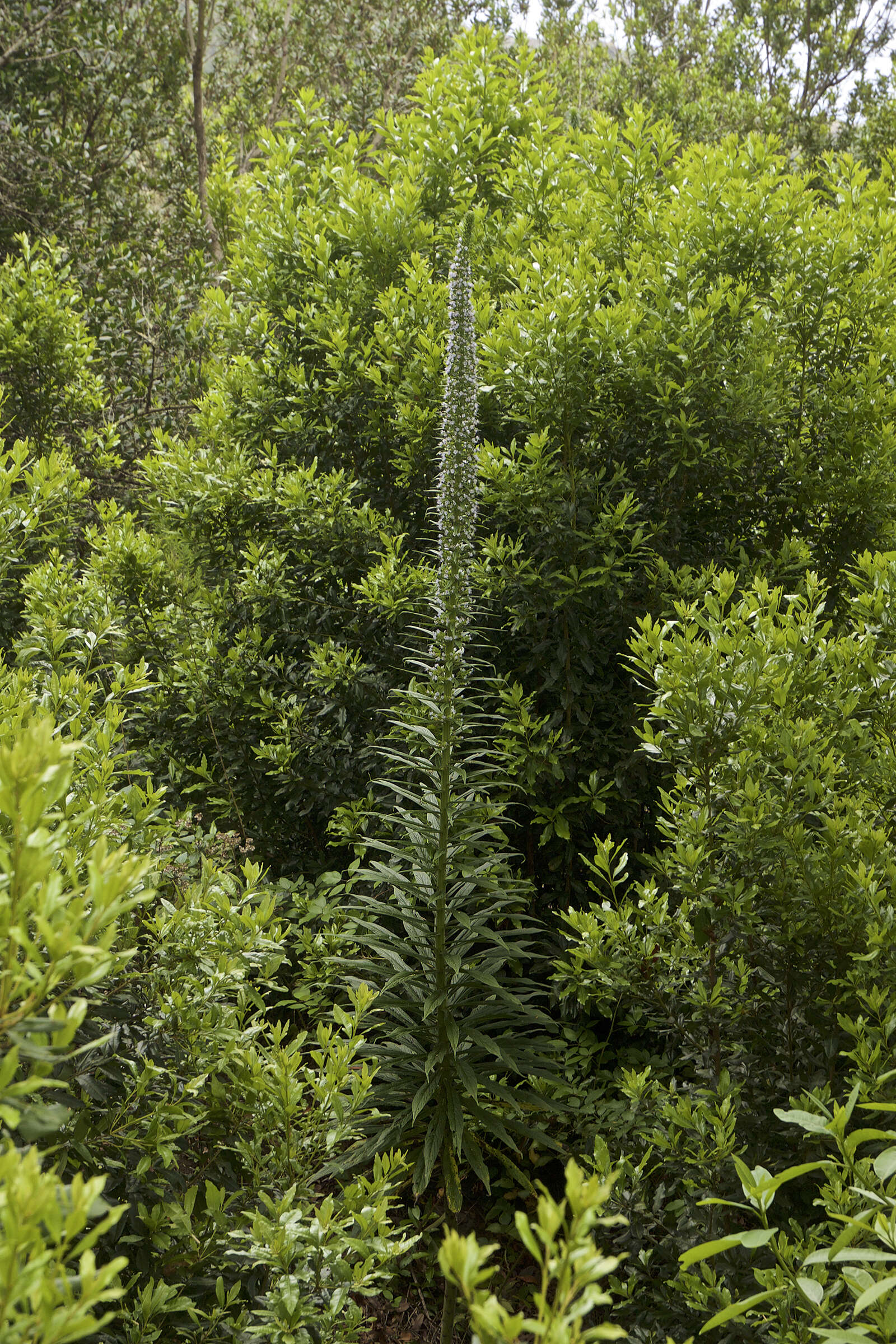 Image of pine echium