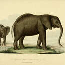 Image of Loxodonta Africana