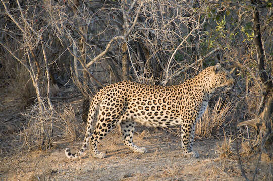 Image of Leopard