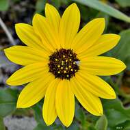 Image of cucumberleaf sunflower