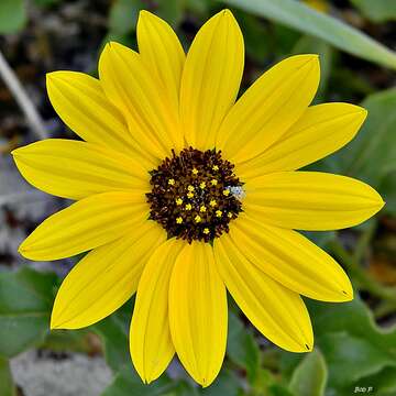 Image of cucumberleaf sunflower