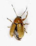 Image of Galerucella