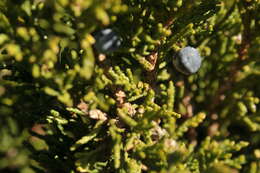 Image of juniper