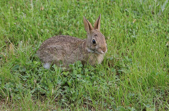 Imagem de Sylvilagus floridanus (J. A. Allen 1890)