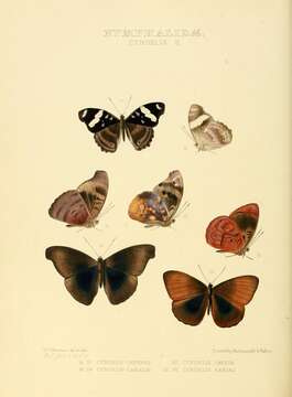 Image of Eunica caralis Hewitson 1857