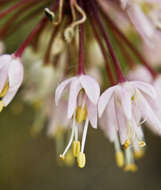 Image of Lady's leek