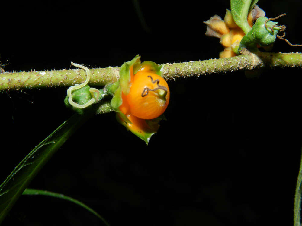 Image de Trophis caucana (Pittier) C. C. Berg