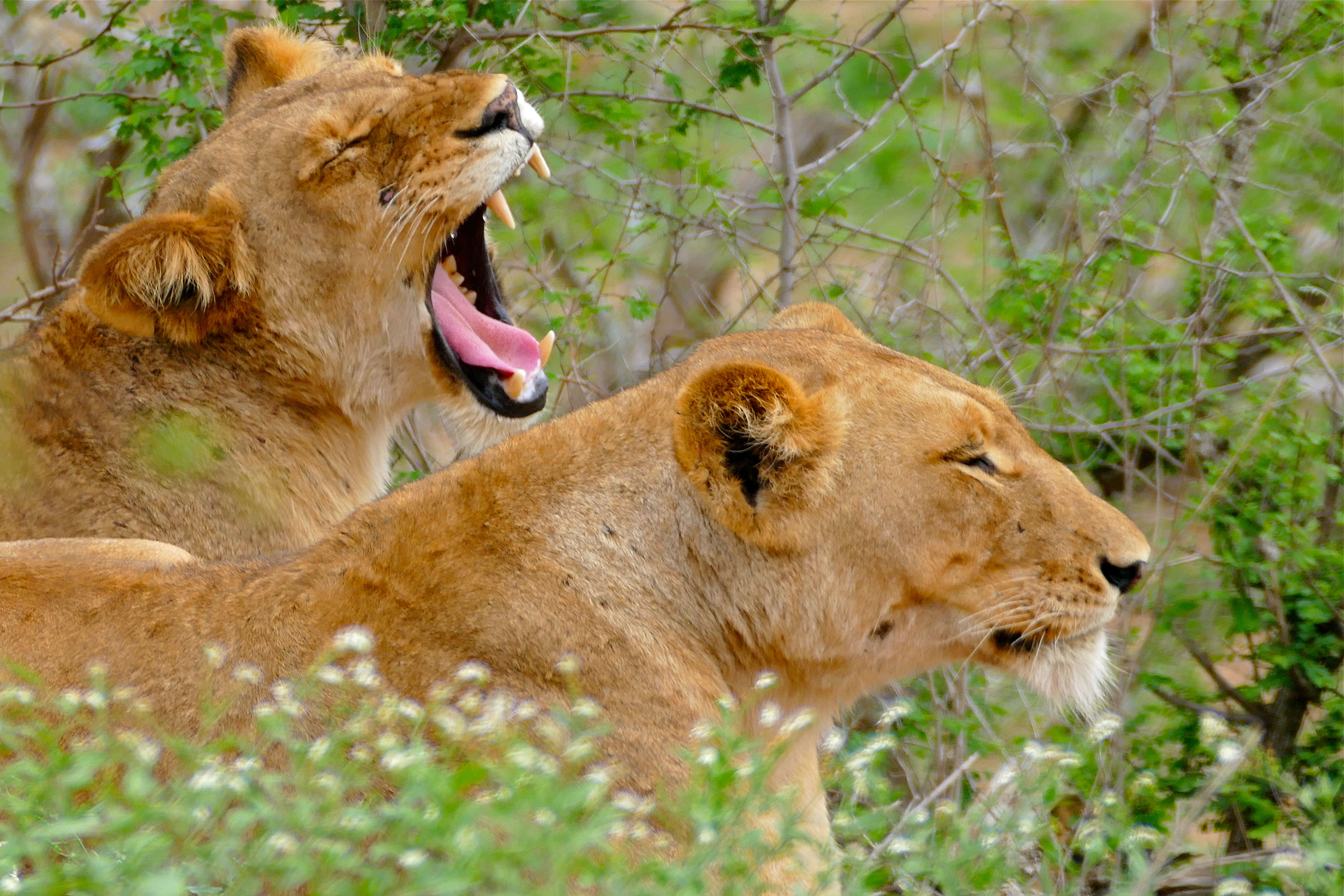 Image of African Lion