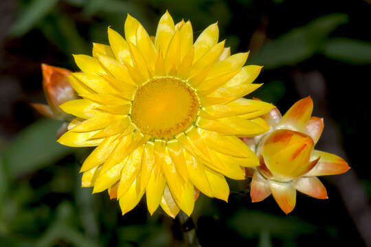 Plancia ëd Xerochrysum bracteatum (Vent.) N. N. Tzvel.