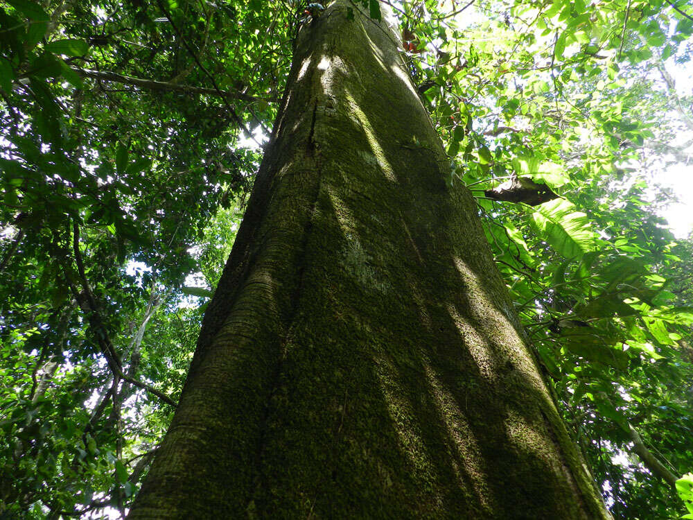 Imagem de Pterygota excelsa (Standl. & L. O. Williams) Kosterm.