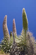 Image of Echium wildpretii subsp. trichosiphon (Svent.) Bramwell