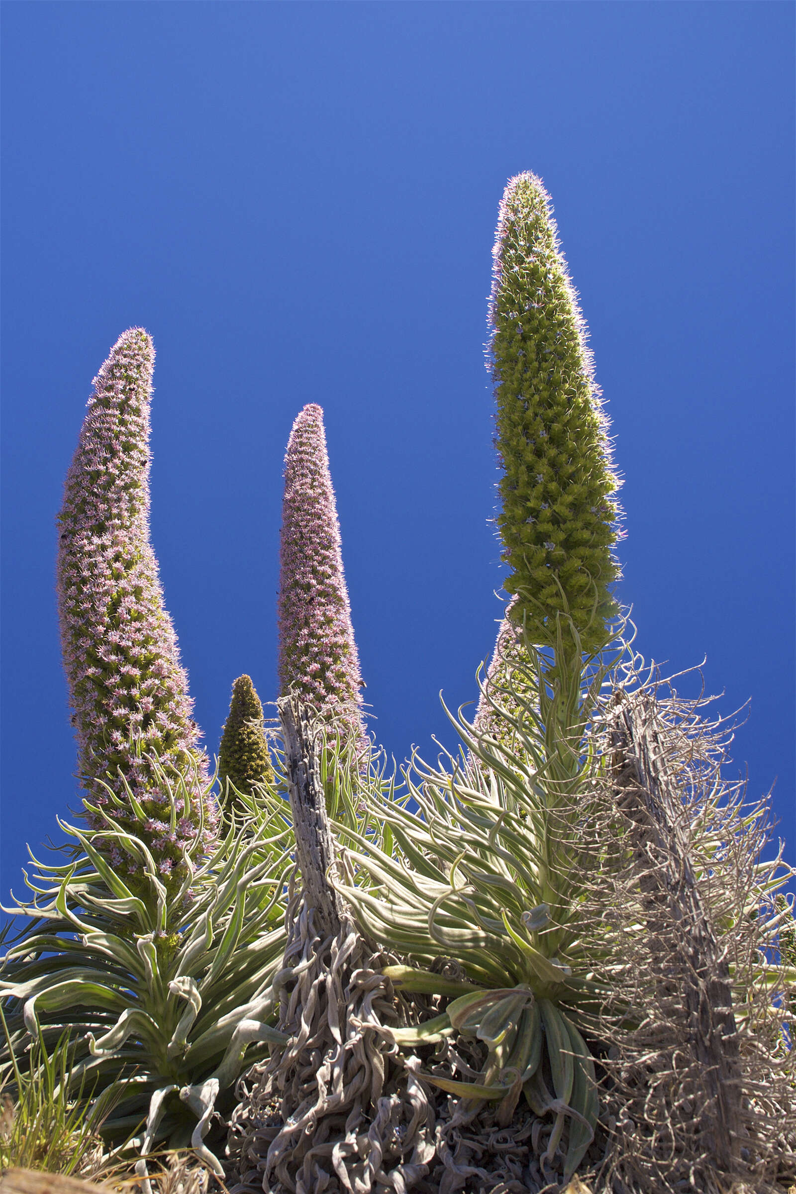 Echium wildpretii subsp. trichosiphon (Svent.) Bramwell的圖片