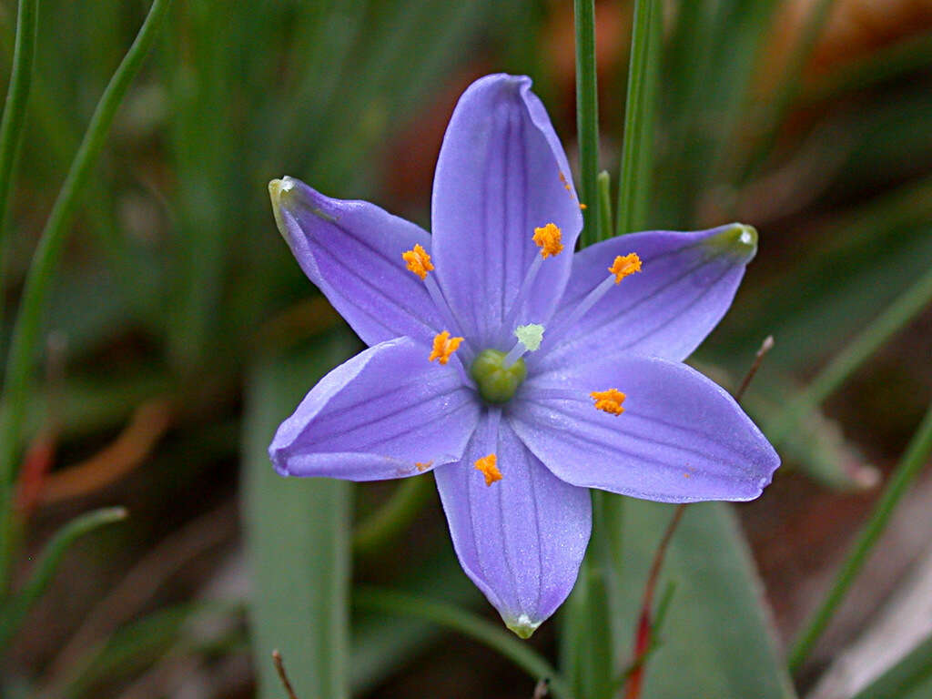 Chamaescilla resmi