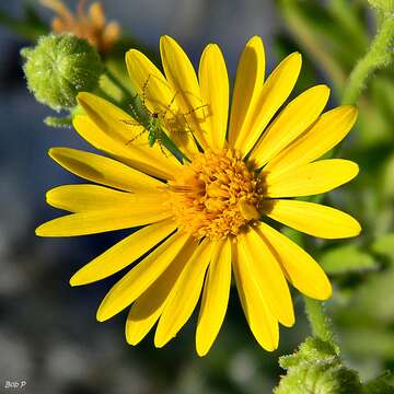 Chrysopsis scabrella Torr. & A. Gray resmi