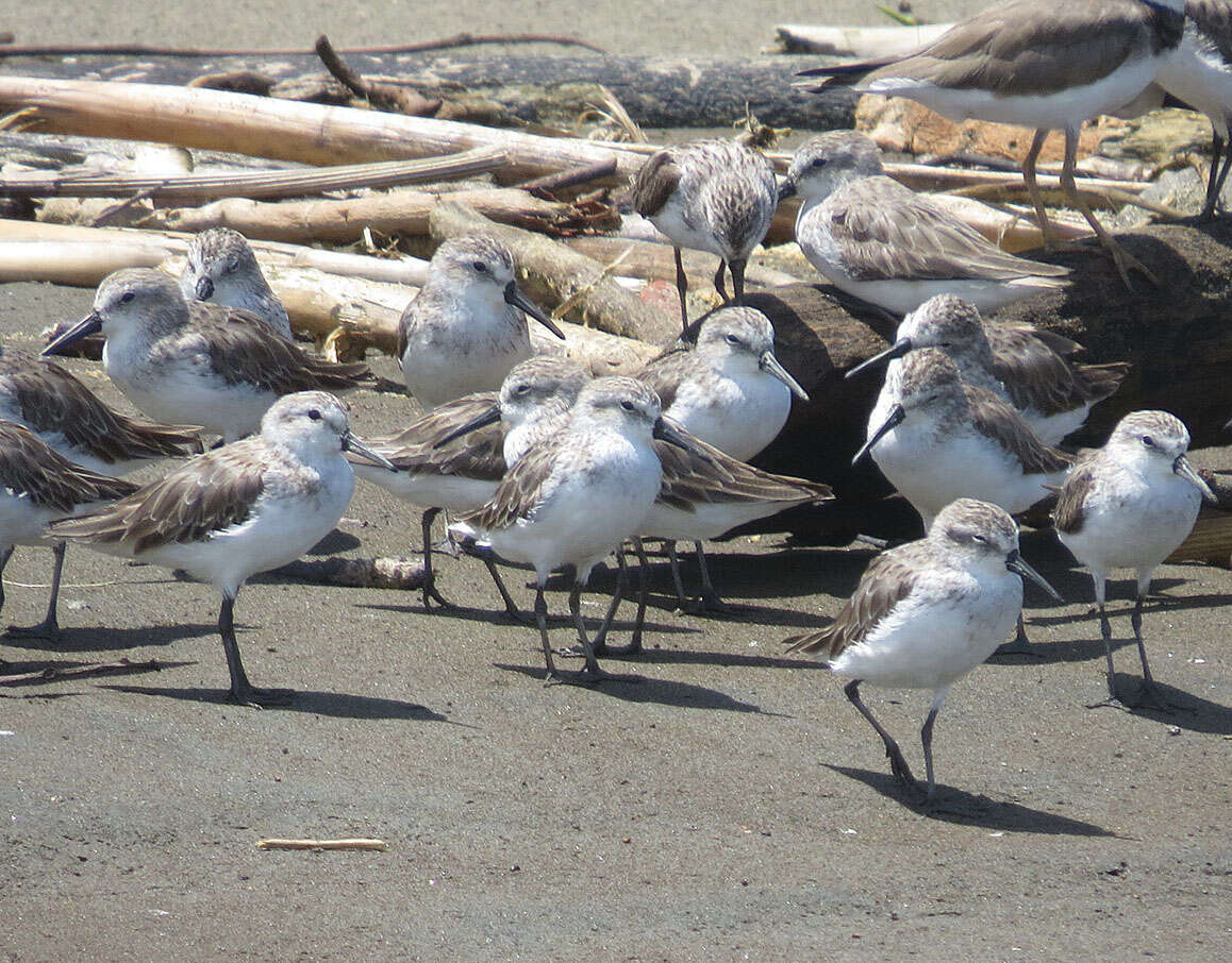 Image of Calidris Merrem 1804