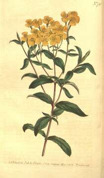 Imagem de Tagetes lucida Cav.