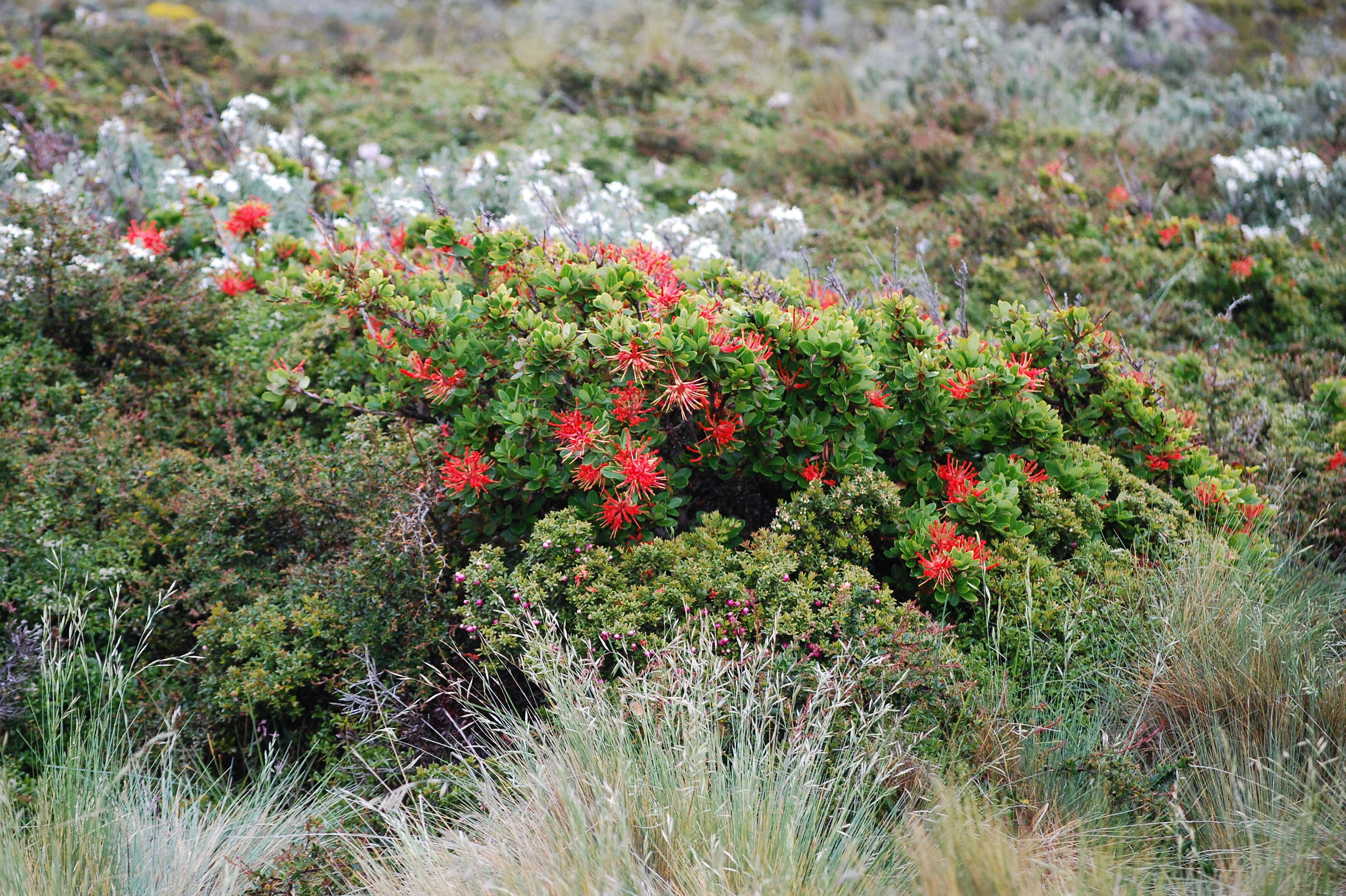 Imagem de Embothrium coccineum J. R. Forster & G. Forster