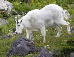 Image of mountain goat