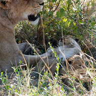 Image of African Lion