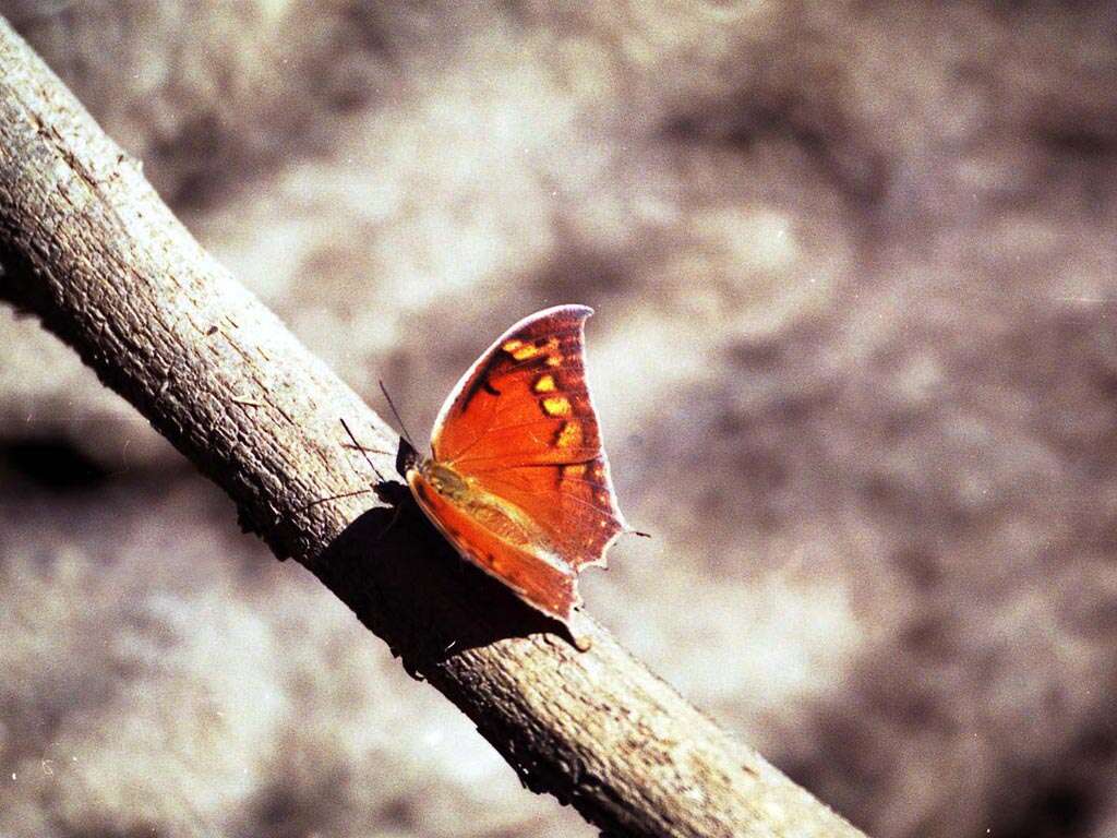 Image of Leafwings